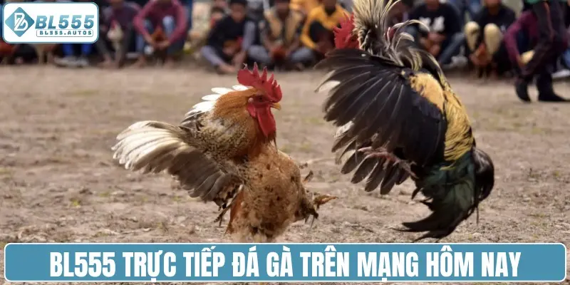 BL555 trực tiếp đá gà trên mạng hôm nay