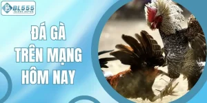 Đá Gà Trên Mạng Hôm Nay Trực Tiếp Miễn Phí Tại Bl555