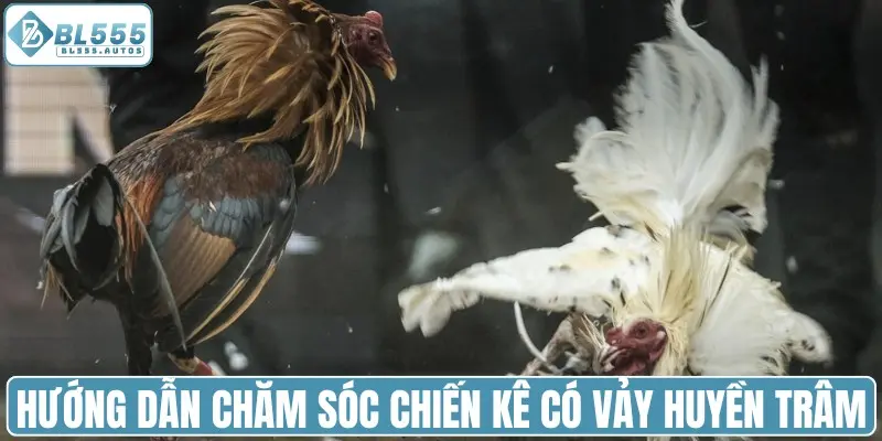 Hướng dẫn chăm sóc chiến kê có vảy huyền trâm