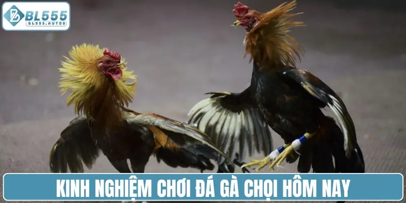 Kinh nghiệm chơi đá gà chọi hôm nay