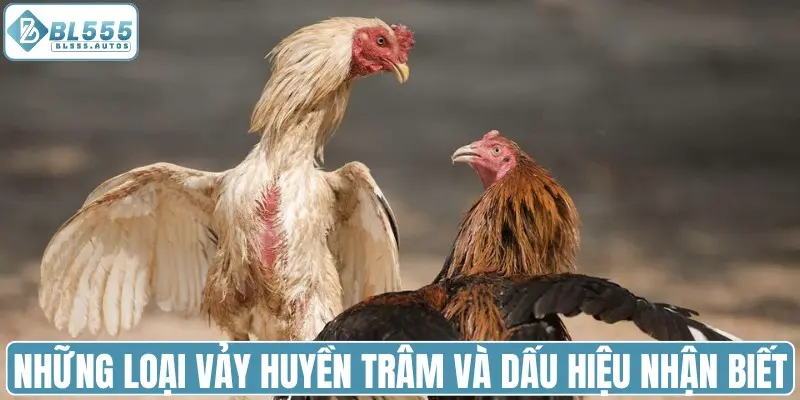 Những loại vảy huyền trâm và dấu hiệu nhận biết
